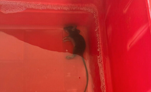 בבסיס צה"ל: עכבר במטבח, תולעים במים (צילום: מתוך "חי בלילה", קשת12)
