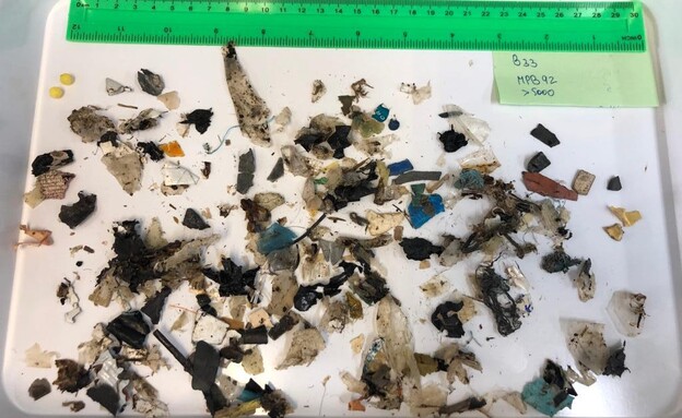 פסולת פלסטיק שנמצאה בקיבות הצבים (צילום: שיר ששון, רשות הטבע והגנים)