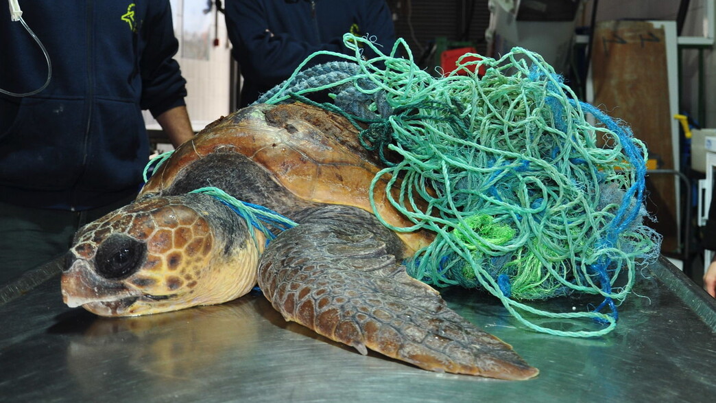 פסולת הפלסטיק פוגעת בצבי הים (צילום: יניב לוי, רשות הטבע והגנים)