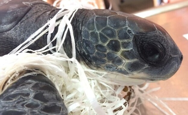 כך משפיעה פסולת הפלסטיק על צבי הים (צילום: אולגה ריבק, רשות הטבע והגנים)