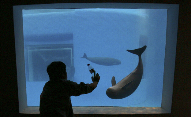 דולפין חסר סנפיר באקווריום במכון מחקר בווהאן (צילום: Reuters)