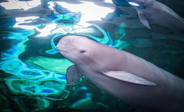 דולפין היאנגצה הנכחד (צילום: Reuters)