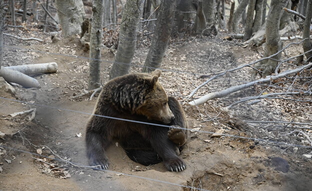 דוב מתעורר משינת הבוקר בית המחסה לדובים באריסטי (צילום: ניסים לוי)