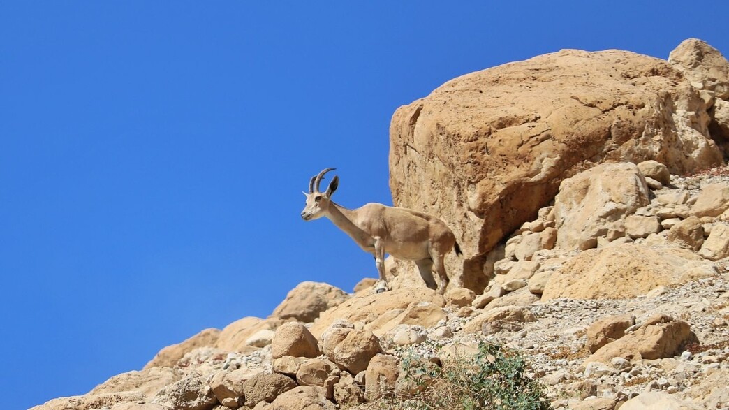 יעל בשמורת עין גדי 