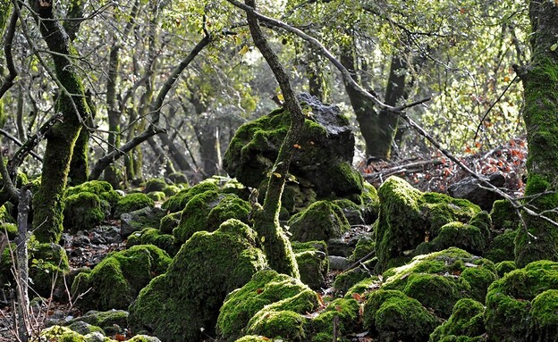 יער אודם צפון הגולן (צילום: יהודה ויינברג)