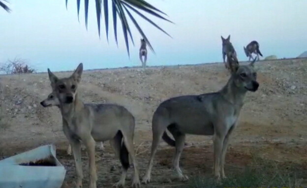 החיים הסודיים של הזאבים בערבה  (צילום: דורון ניסים, רשות הטבע והגנים)