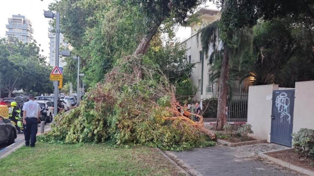 ענף עץ קרס ופגע בשתי הולכות רגל בתל אביב