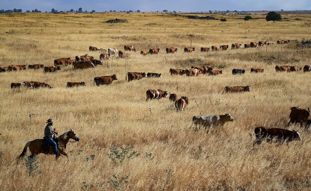 תחזית מזג האוויר : פרות בקיבוץ מרום גולן (צילום: מיכאל גלעדי, פלאש 90)