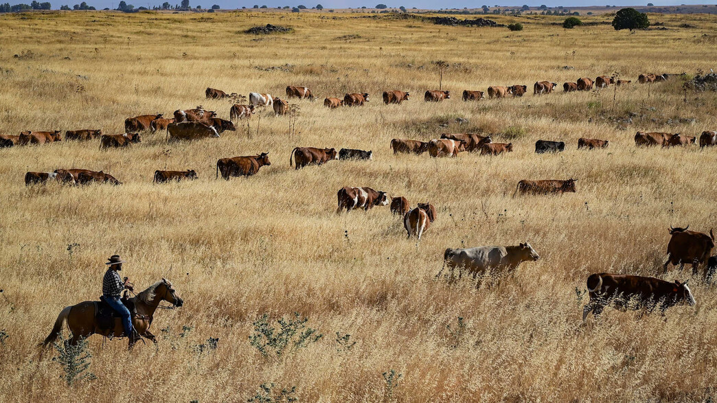 תחזית מזג האוויר : פרות בקיבוץ מרום גולן תחזית מזג האוויר : פרות בקיבוץ מרום גולן