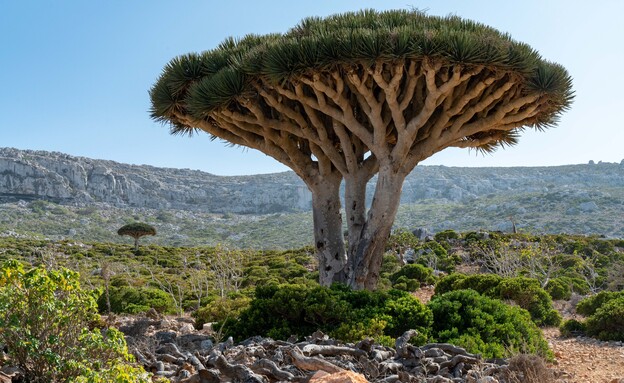 עץ דרקון אי סוקוטרה תימן (צילום: Ilya unknown, Shutterstock)
