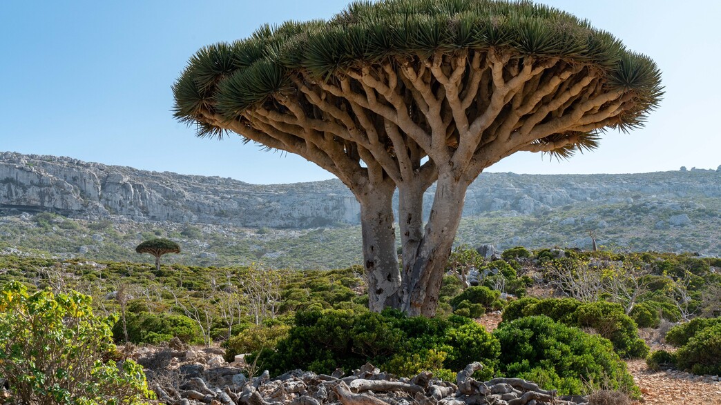 עץ דרקון אי סוקוטרה תימן עץ דרקון אי סוקוטרה תימן