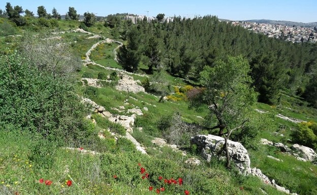 הר חרת והמחצבה בירושלים (צילום: אבנר רינות, החברה להגנת הטבע)
