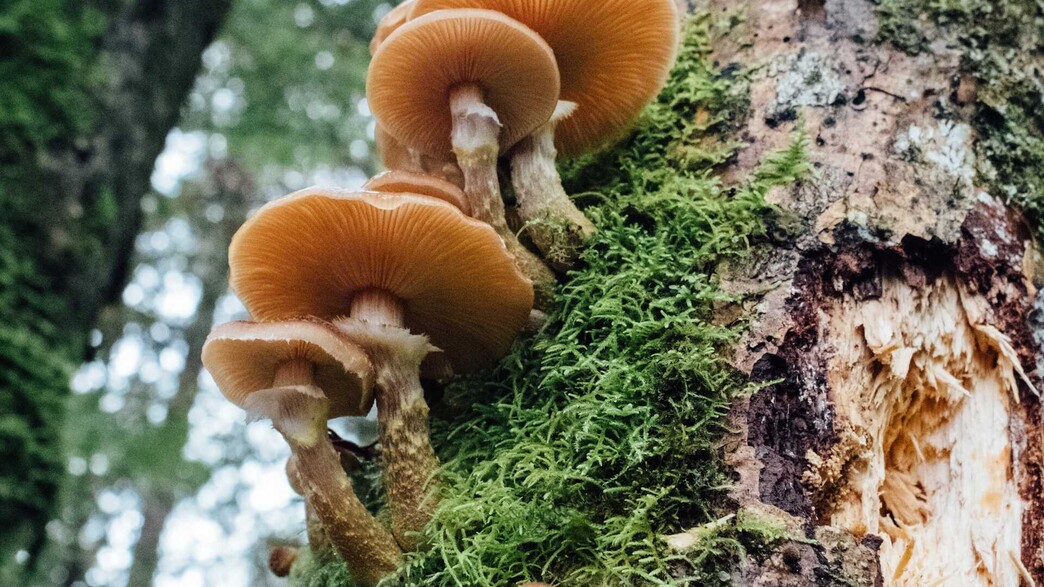 פטריות יצילו את העולם