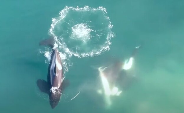 לווייתנים קטלנים טורפים כריש עמלץ לבן (צילום: Christiaan Stopforth)