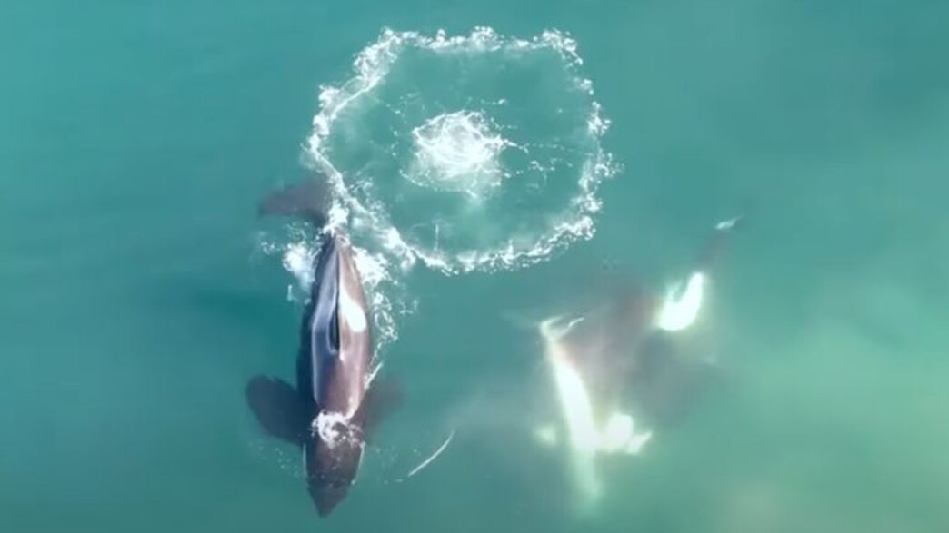 לווייתנים קטלנים טורפים כריש עמלץ לבן