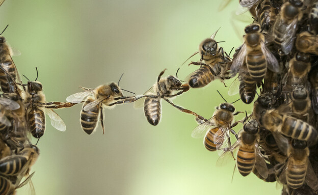 דבורים (צילום: 123RF‏)