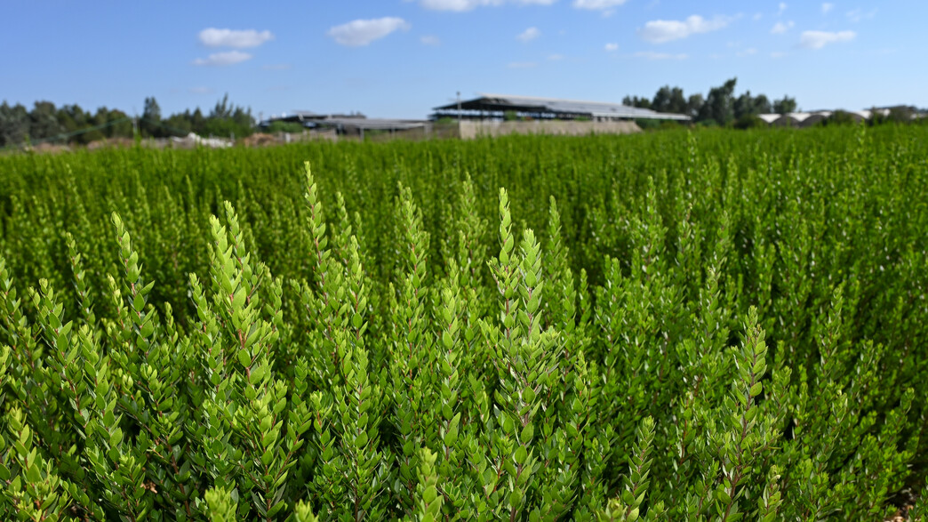 תחזית מזג אוויר סתיו תחזית מזג אוויר סתיו