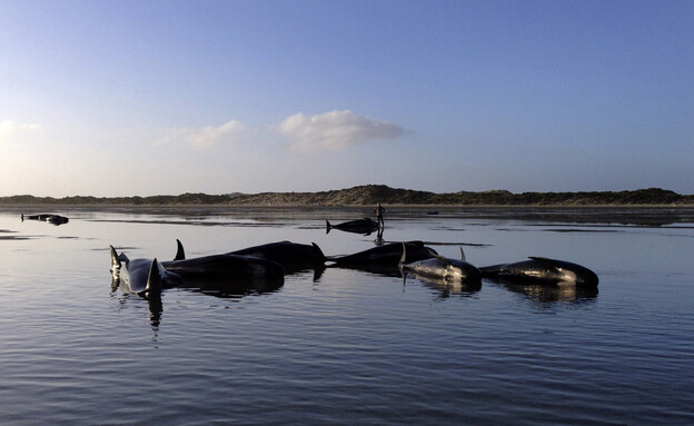 לווייתנים תקועים בחופי ניו-זילנד (צילום: Reuters)