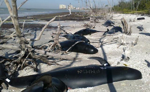 לווייתנים תקועים בחופי פלורידה (צילום: Reuters)