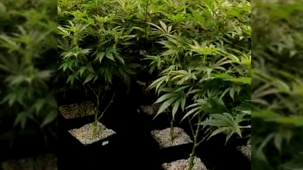 חיפוש החוקרים במשתלת הקנאביס חיפוש החוקרים במשתלת הקנאביס