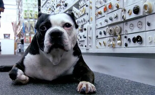 סוואצ', הכלב של "פרויקט מסלול" (צילום: Buena Vista Television/Disney–ABC Domestic Television , צילום מסך)