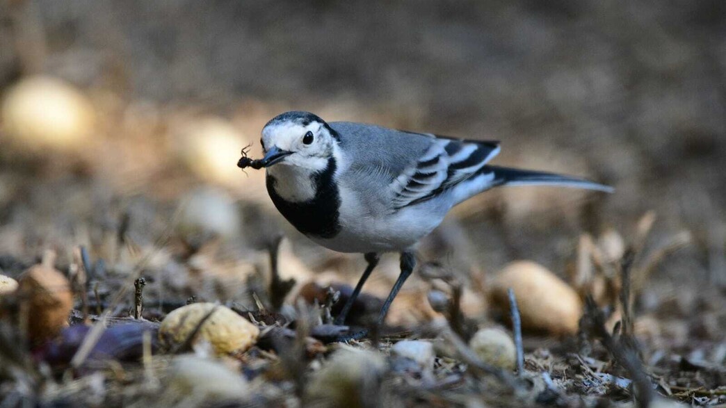 נחליאלי לבן שתועד בירושלים