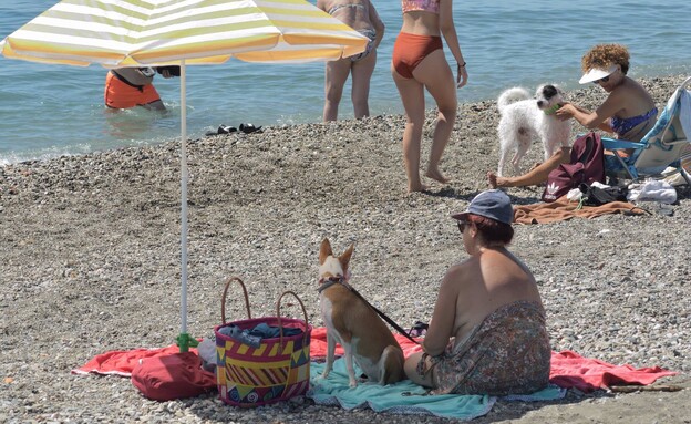 כלבים בחוף מלאגה ספרד (צילום: ManuMata, shutterstock)