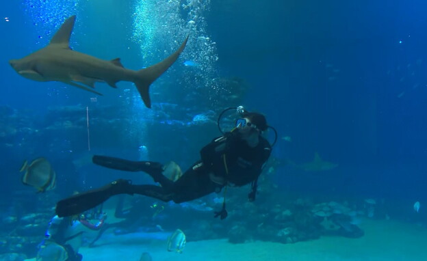אפרת לכטר צוללת עם כרישים במצפה התת ימי באילת (צילום: חדשות 12)