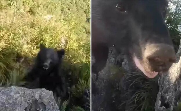 דובה תוקפת מטפס הרים (צילום: מתוך ערוץ היוטיוב Bear attacks climber )