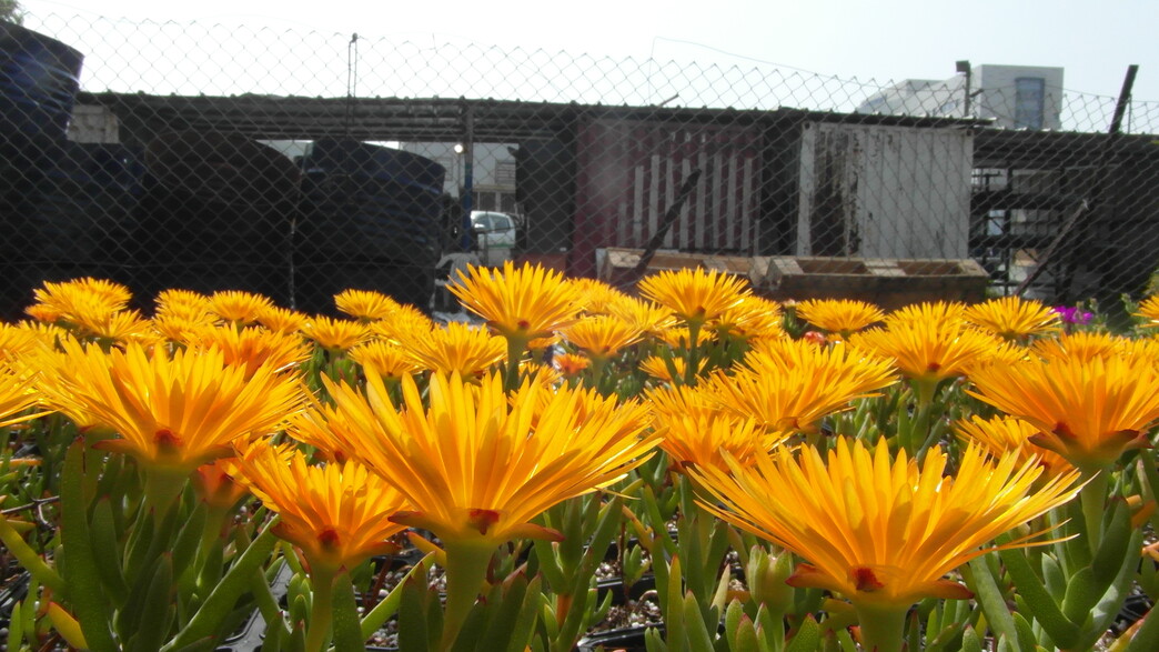 משתלה תל אביב - 8