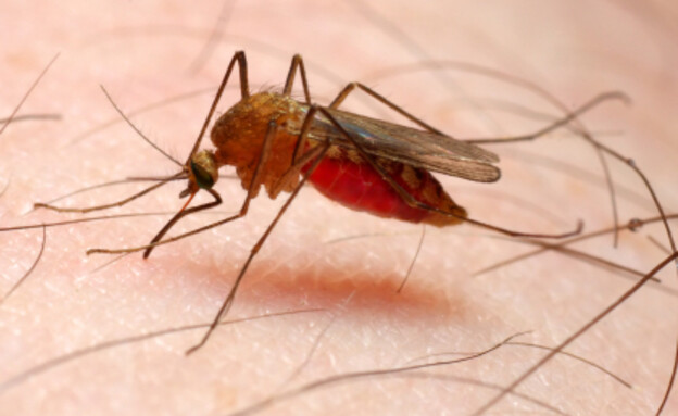 יתוש על היד (צילום: VladimA-r VA-tek, Istock)