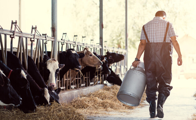פרות ברפת, תעשיית החלב (צילום: TORWAISTUDIO, shutterstock)
