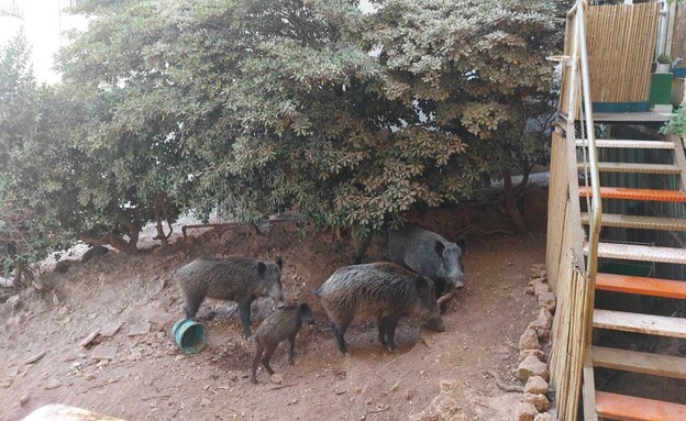 חזירי הבר משתלטים על העיר (צילום: דוברות עיריית חיפה )