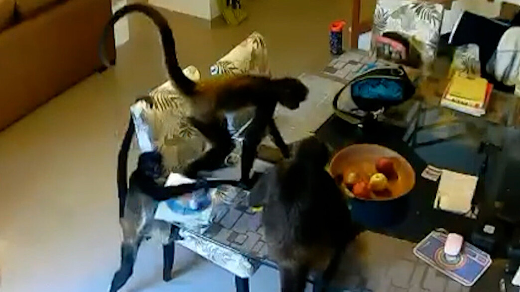 קופים פלשו לבית משפחה ישראלית במקסיקו (צילום: מתוך "חדשות הבוקר" , קשת12)
