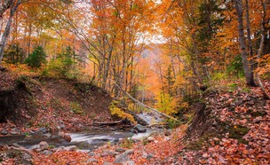 טיולי סתיו (צילום: Prashanth Bala Shutterstock)