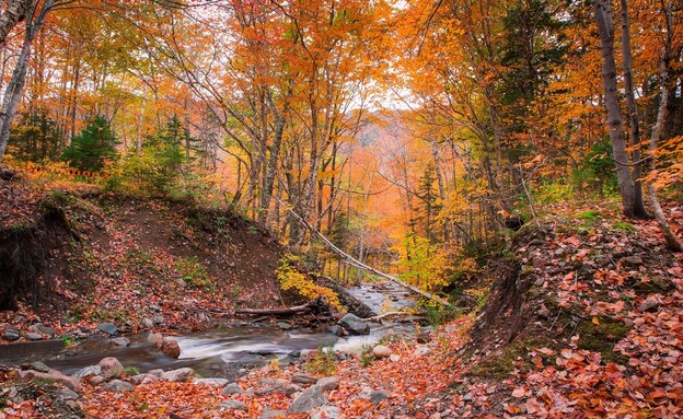 טיולי סתיו (צילום: Prashanth Bala Shutterstock)