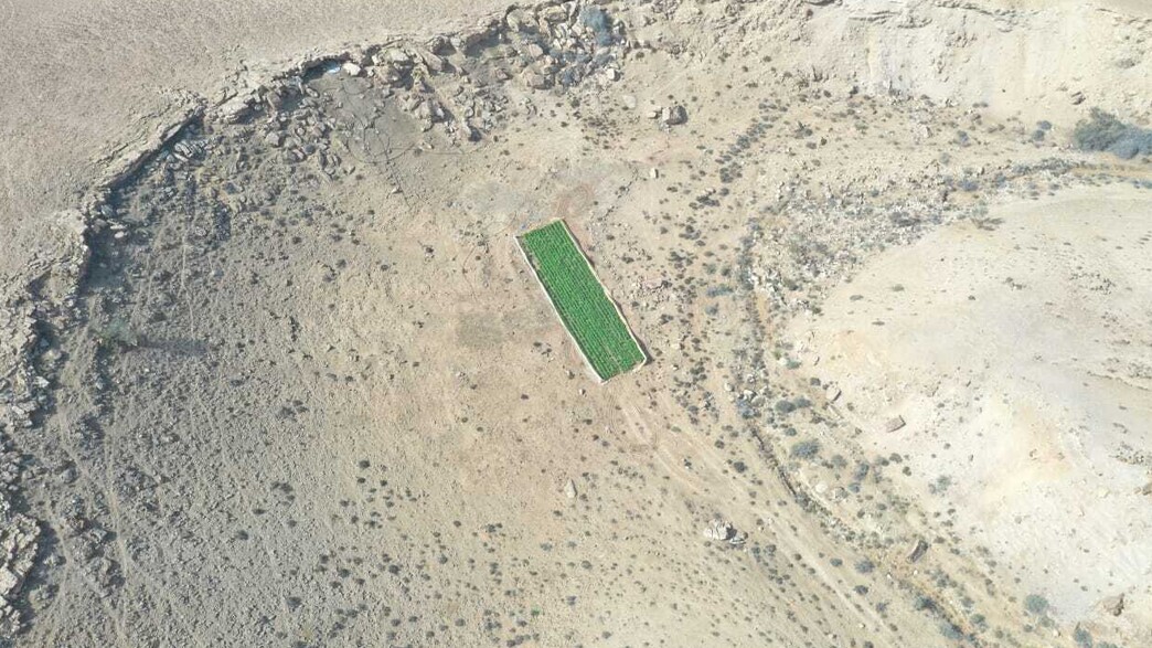 שדה קנאביס ליד ירוחם