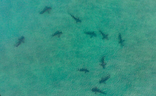 כרישים באזור תחנת הכח בחדרה (צילום: גיא לויאן, רשות הטבע והגנים)
