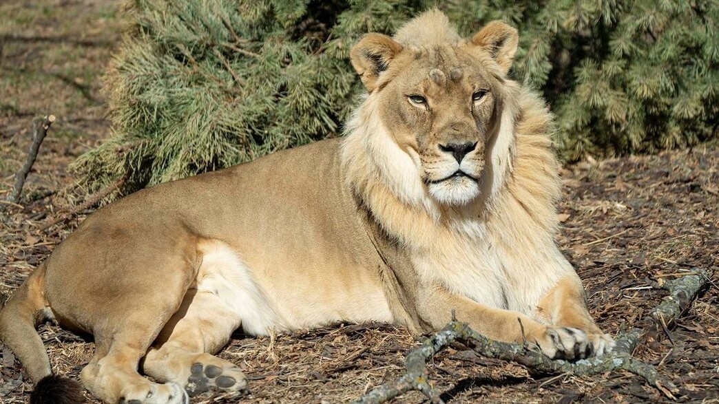 לביאה הצמיחה רעמה אחרי מות האריה האחרון בלהקה (צילום: מתוך הרשתות החברתיות לפי סעיף 27א' לחוק זכויות יוצרים)
