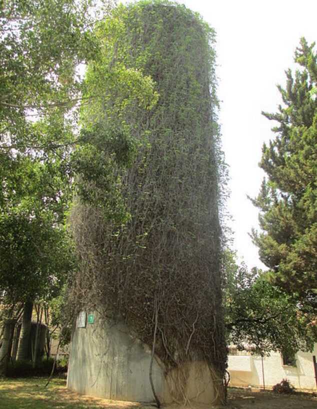 מגדל המים הישן קרית אונו (צילום: ד"ר אבישי טייכר, wikipedia)