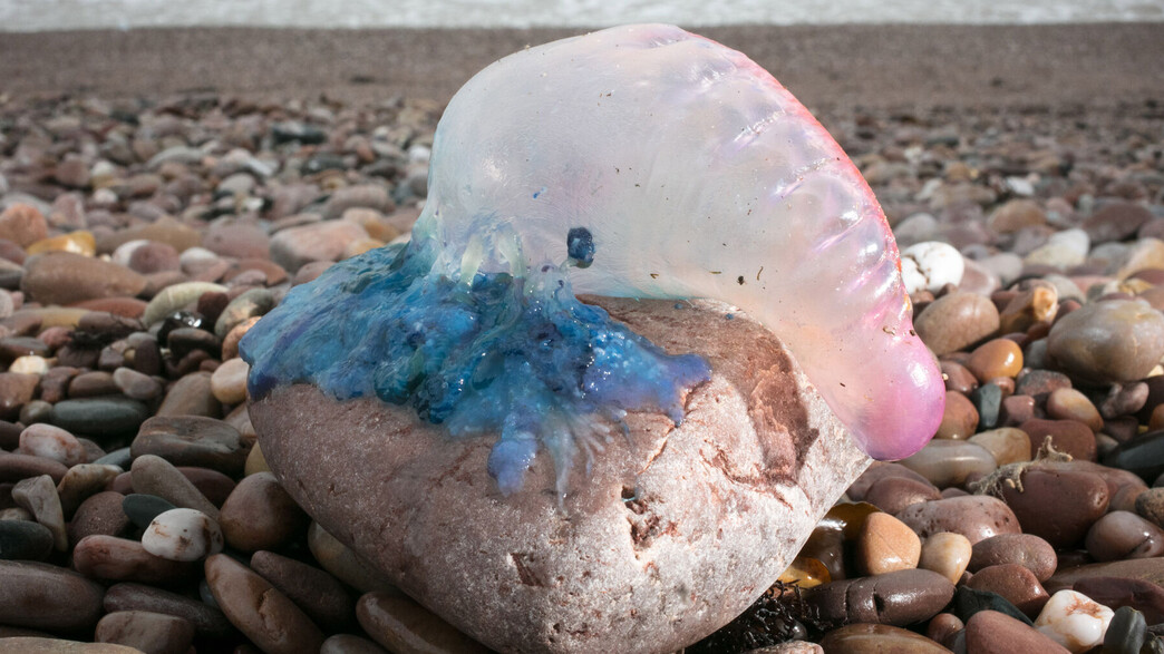 השלפוחן המצוי, פיסליה פיסליס' "ספינת הקרב הפורטוגז