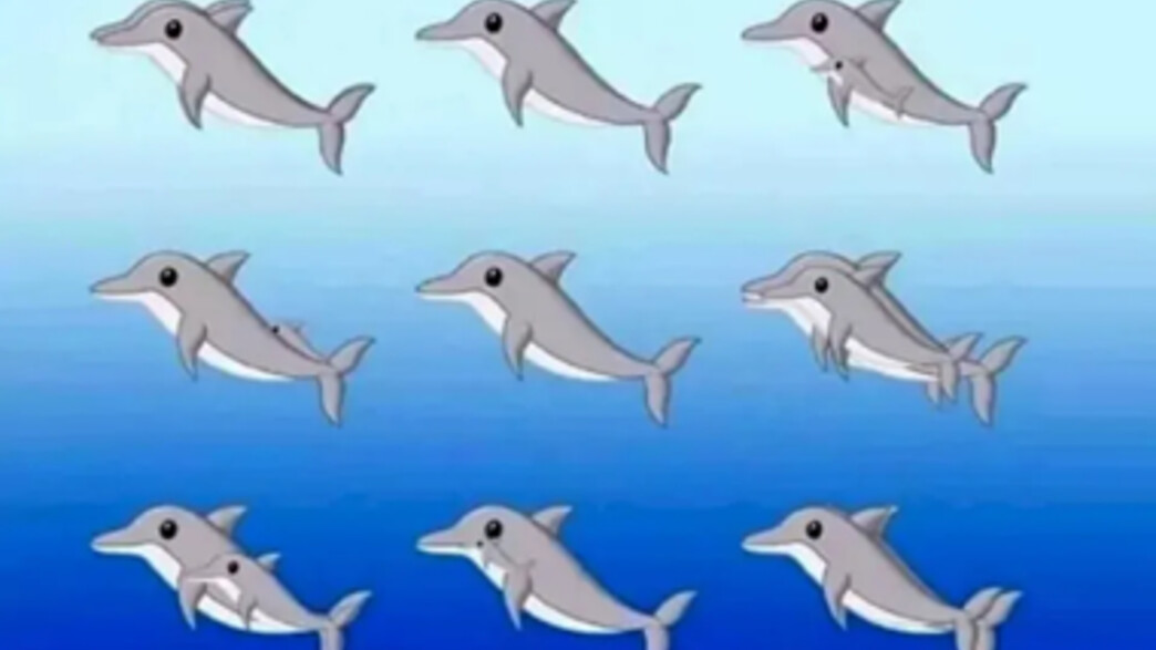 חידת הדולפינים חידת הדולפינים