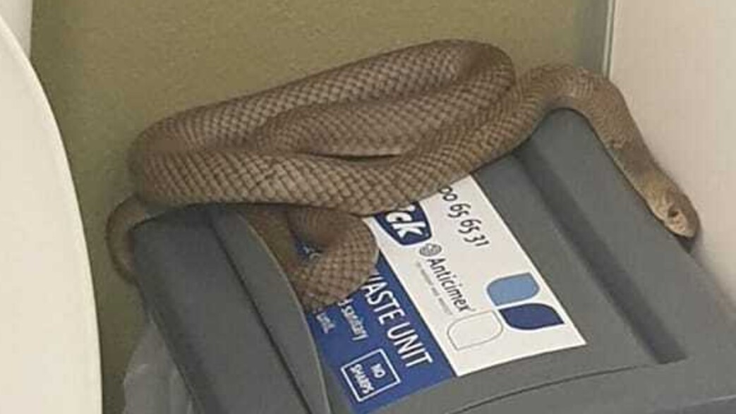 פתן חום מזרחי