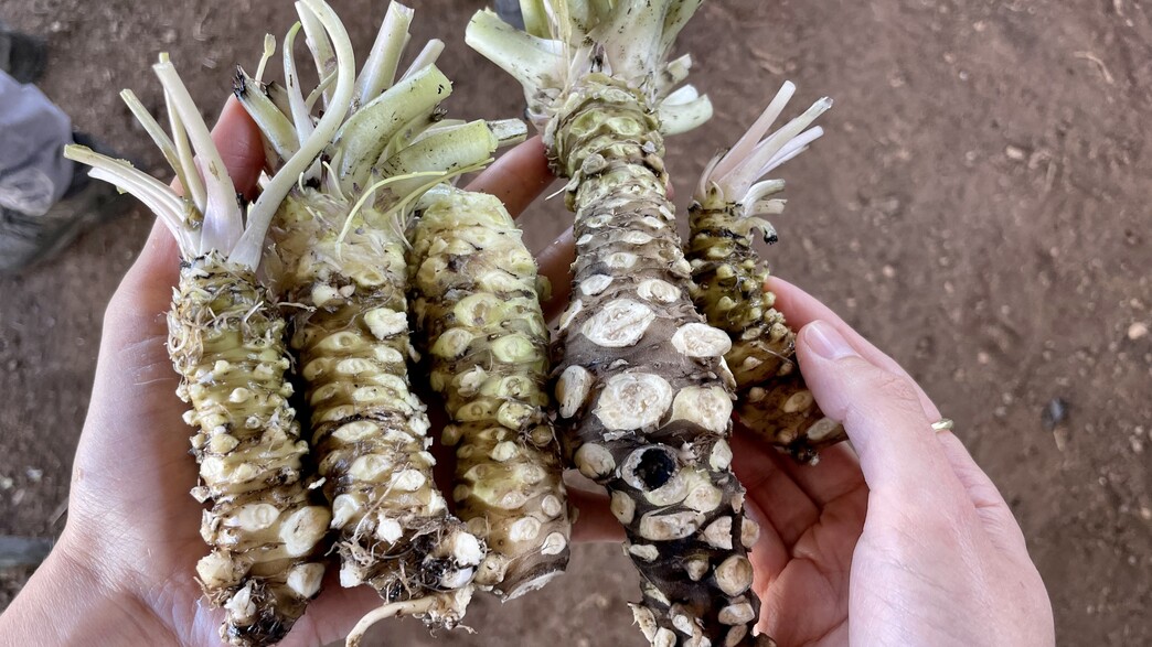 זהו את השורש