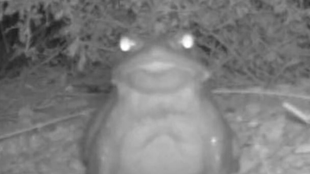 קרפדת נהר קולורדו קרפדת נהר קולורדו