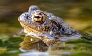 צפרדע (צילום: 123RF‏)