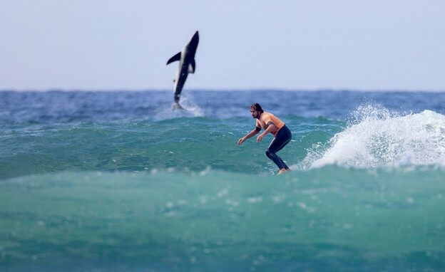 כריש לבן קופץ ליד גולש (צילום: Jordan R. Anas)