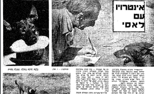 לאסי כלבת גישוש החשיש (צילום: פורסם ב"דבר", 25 בדצמבר 1953. מתוך אוסף העיתונות של הספרייה הלאומית)