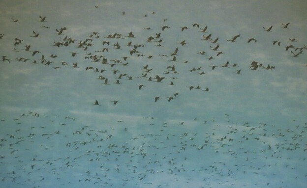 מעוף עגורים בשמי שמורת הטבע החולה  (צילום: שרית פלצ'י מיארה, רשות הטבע והגנים)