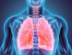 הדמיית ריאות בגוף האדם (צילום: shutterstock)